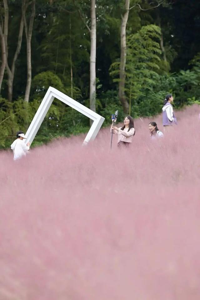 “趣”寻秋丨奉化“粉色花海”上线，超出片！