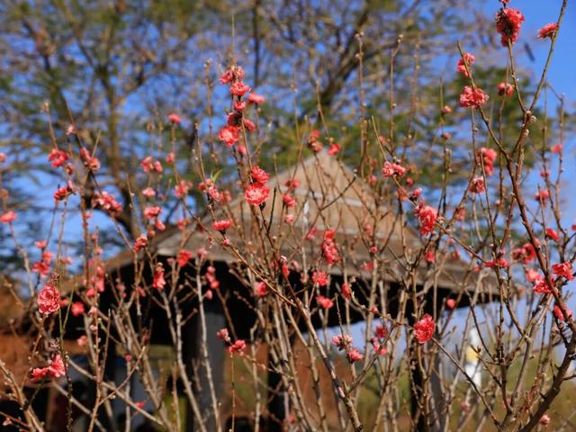 腊八至，春已近！七星岩这片桃红樱粉，是春天递来的浪漫预告~