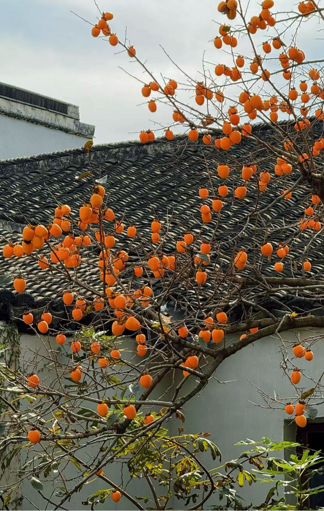 超美打卡攻略来啦！秋染道前街，追寻林则徐苏州印记