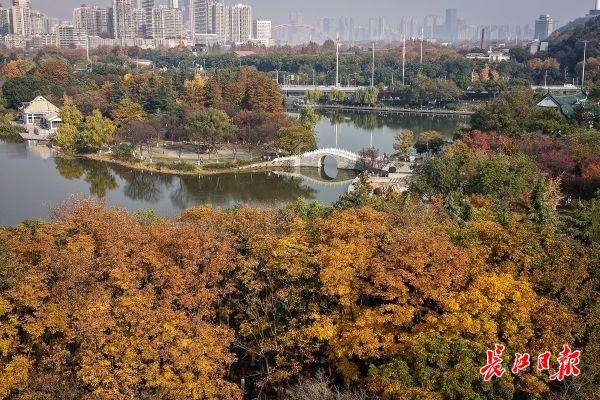 月湖公园层林尽染
