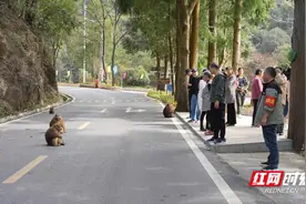 宜章莽山：短尾猴下山觅食  与游客和睦相处图片