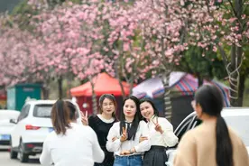 贵州义龙：樱花盛开享春光图片