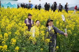 春醉花海  宁波宁海桑洲千亩油菜梯田再迎赏花潮图片