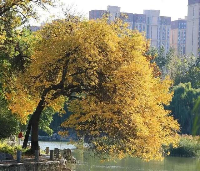 石家庄的“网红树”叶子开始泛黄，一年一度的打卡时间到了