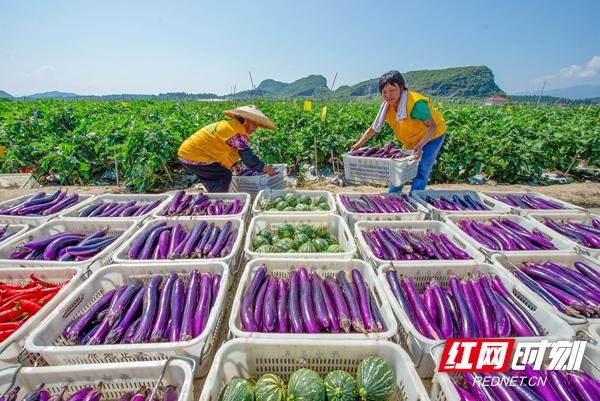 道县问道，来处与去处丨我们奔县吧·道县篇
