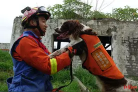 退役搜救犬征集领养人：名字取自“顺城大道”，心情不好也不会对训导员吠叫图片
