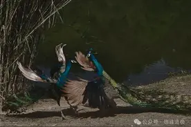 云南茶山，不仅有茶~图片