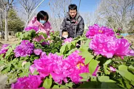 曹州牡丹园内千余株牡丹，冬日绽放图片