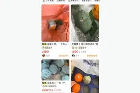 发霉橘子在二手平台高价卖：科研所需还是“网络戏剧”？图片