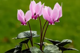 Get这些要点，你家的仙客来也能年年开花 丨小叶子有“花”招图片