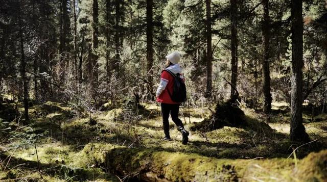 青睐绵阳 ‖ 雪山彩林上线！去平武王朗赴一场金秋视觉盛宴~