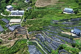点“绿”成“金”丨从野外灭绝到百万植株 濒危物种崖柏的“重生”与“回归”图片