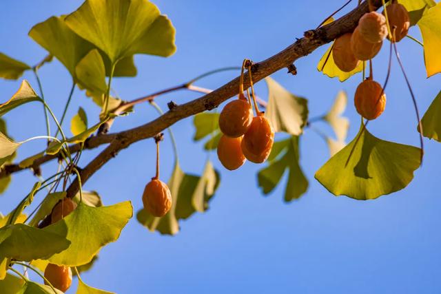 卷了一周的江浙沪白领，周末又去这个县城排队