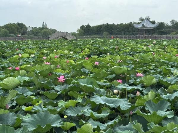 淮滨：荷花竞绽放 夏日诗意浓