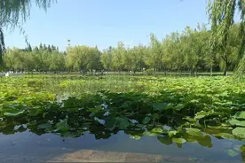 汉宫春 雨后荷塘（外九首）图片