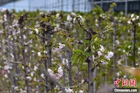 （乡村行·看振兴）山东栖霞暖棚樱花开 小苗木长成大产业图片