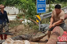 广东茂名养殖场出逃鳄鱼已捕回44条 暂无伤人报告图片