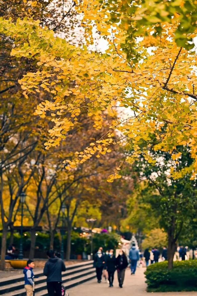 “杏”定美景来袭！黄金城道银杏艺术节四大主题活动抢先看→