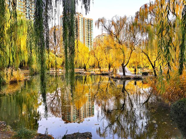 太美了！北京紫竹院如油画般梦幻