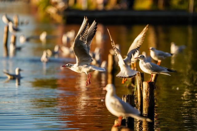 滇池：美景如画引客来