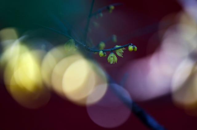 京西卧佛寺：腊梅凌寒开