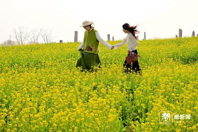 冬日“春景” 义乌油菜花绽放引客来