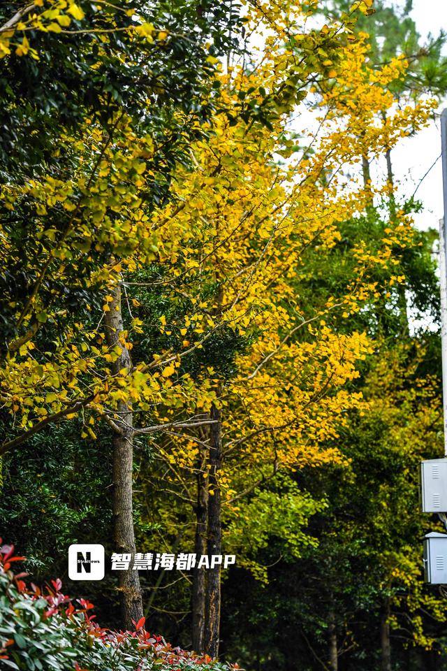 福州鼓岭银杏迎 “颜值巅峰”，秋日仪式感拉满