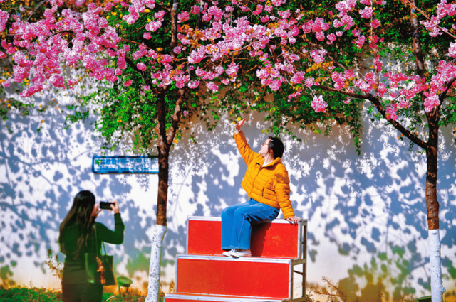 云南的大学有多美！一起来打卡嵩明职教新城樱花盛景