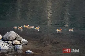 湖北竹山县堵河水域发现国家二级保护动物鸳鸯图片