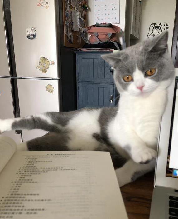 猫咪键盘上“霸屏”不走，半夜跑酷吵翻天，你家猫中几招？
