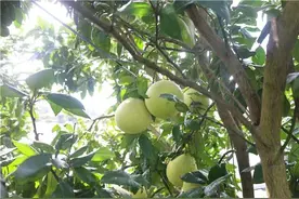 秋日这个水果千万别错过→图片