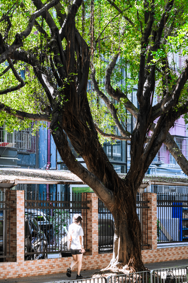 一条荔园路，多少蛇口人的前半生