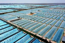 山东沾化：盐碱滩上“长”出“致富虾”图片