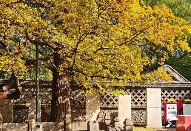 组图丨一大波美图来袭！泰山景区9个赏秋地超出片