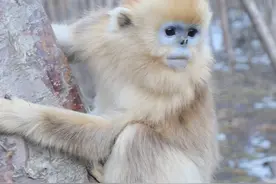 在神农架感受生物多样性，看见生物保护图片