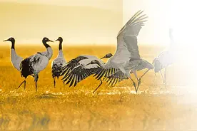 特刊丨黄河奔流向未来图片