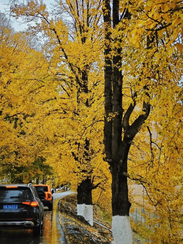 在康定看“川超”太爽了！一条龙安排的明明白白～
