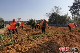 南宁市江南区开展卫片图斑复耕复绿整治工作图片