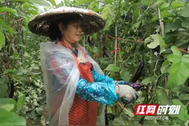 城步：红茄迎丰收 秋来满眼好“丰”景图片