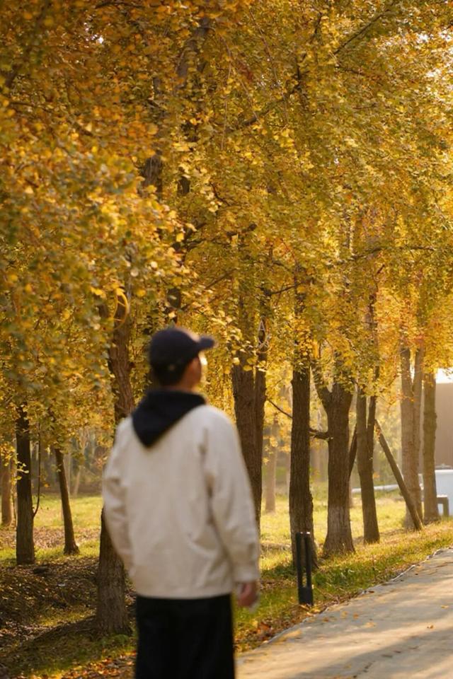 40000株银杏黄了！成都第一波！