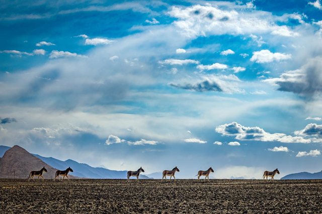 科考旅行｜秘境山南生态考察报名