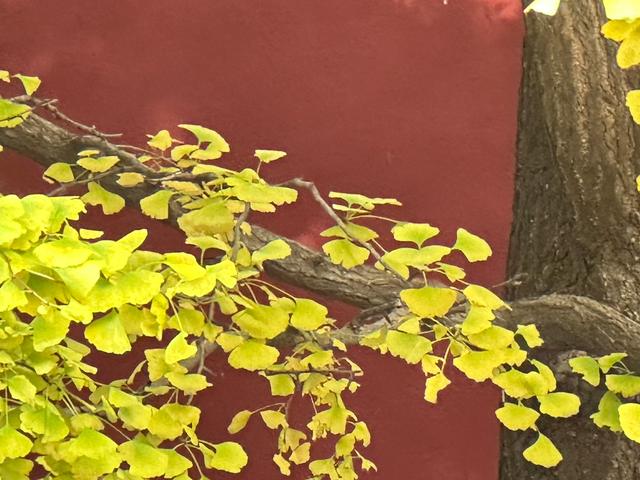 泰山壶天阁银杏披“金衣” 秋日美景引客来