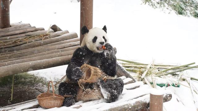 河南文旅雪后盛景：银装素裹绘就“一半仙境，一半人间”画卷