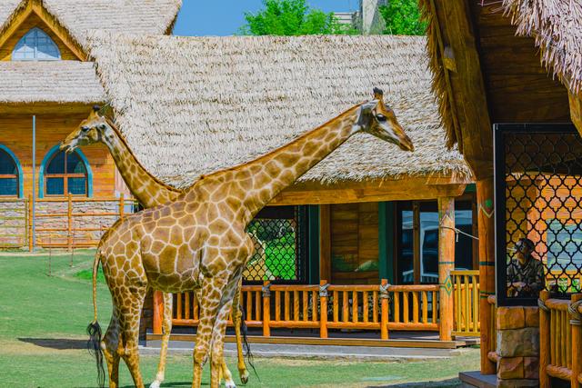 从“网红”到“长红” 解锁银基文旅的“破圈”之道