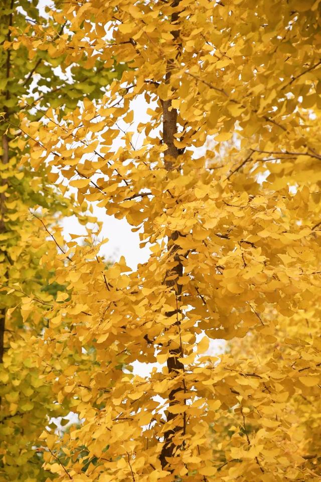 成安银杏正黄，邀卿与我共赴，不负今秋！错过再等一年！