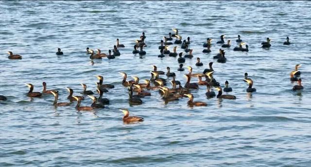 又到候鸟季，相约陆浑来观鸟~