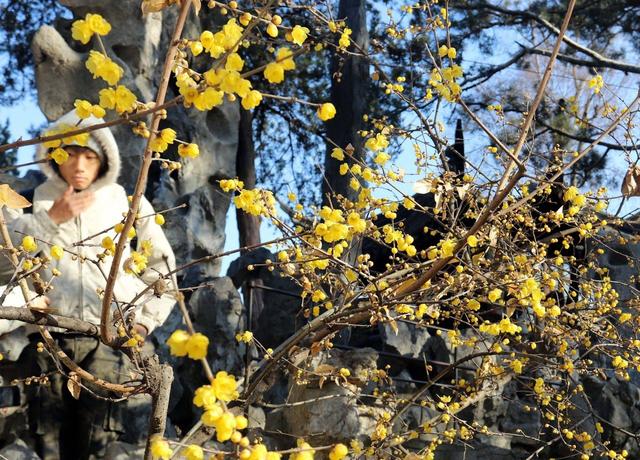 江苏苏州：狮子林蜡梅飘香引客来