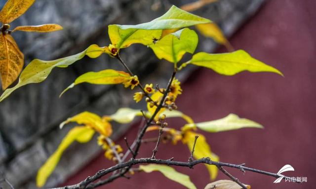 组图丨泰山脚下王母池：红墙映蜡梅 寒香醉冬阳