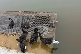 大武汉一日︱校园里这张“变装照”火了！网友：羡慕图片