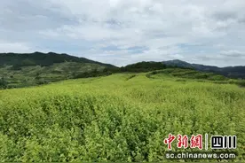 四川凉山苦荞奔赴链博会：走出大山看到更远世界图片